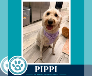 Goldendoodle Dogs for adoption in Kimberton, PA, USA