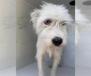 Mutt Dogs for adoption in Houston, TX, USA