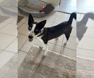 Collie-Unknown Mix Dogs for adoption in Woodbury, NY, USA