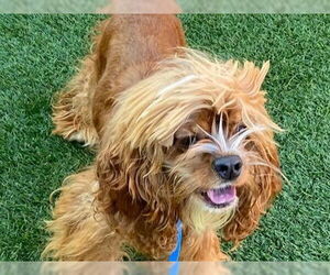 Cocker Spaniel Dogs for adoption in Redwood City, CA, USA