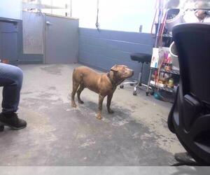American Pit Bull Terrier-Unknown Mix Dogs for adoption in Tallahassee, FL, USA