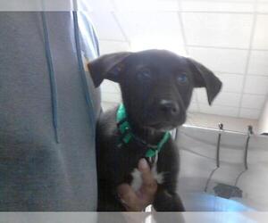 Labrador Retriever-Unknown Mix Dogs for adoption in Fayetteville, NC, USA