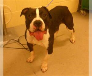 American Pit Bull Terrier Dogs for adoption in Sanford, FL, USA