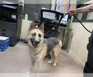 Siberian Husky Dogs for adoption in Pasadena, CA, USA