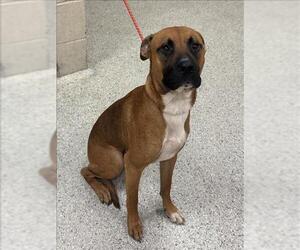 American Pit Bull Terrier-Unknown Mix Dogs for adoption in Conroe, TX, USA