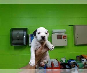 American Bulldog Dogs for adoption in Green Cove Springs, FL, USA