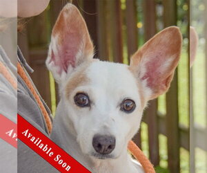 Italian Greyhuahua Dogs for adoption in Huntley, IL, USA