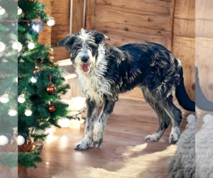 Mutt Dogs for adoption in Vail, AZ, USA