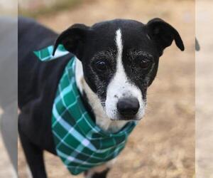 American Staffordshire Terrier-Unknown Mix Dogs for adoption in San Antonio, TX, USA