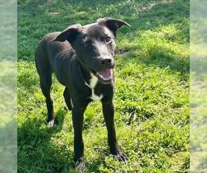 Labrador Retriever Dogs for adoption in Conroe, TX, USA