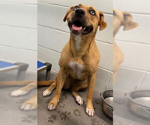 Black Mouth Cur-Unknown Mix Dogs for adoption in Tavares, FL, USA