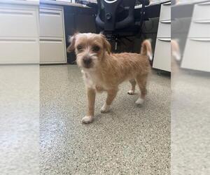 Mutt Dogs for adoption in Fremont, CA, USA