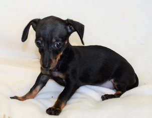 Chiweenie Dogs for adoption in New Iberia, LA, USA