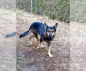 German Shepherd Dog Dogs for adoption in Glen Allen, VA, USA