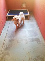 Bichon Frise Dogs for adoption in Columbus, GA, USA