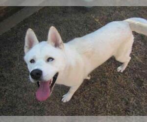 Siberian Husky Dogs for adoption in Plano, TX, USA
