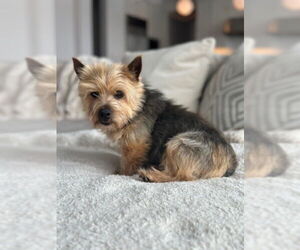 Norwich Terrier Dogs for adoption in St. Louis Park, MN, USA