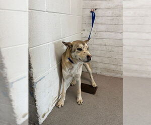 Akita-Unknown Mix Dogs for adoption in San Bernardino, CA, USA