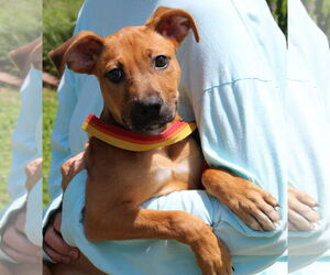 Black Mouth Cur-Unknown Mix Dogs for adoption in Prattville, AL, USA