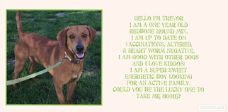 Redbone Coonhound Dogs for adoption in Corbin, KY, USA