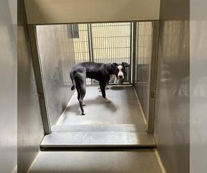 American Pit Bull Terrier Dogs for adoption in Modesto, CA, USA