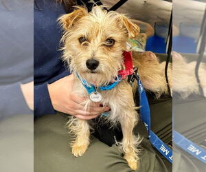 Mutt Dogs for adoption in Fairfax, VA, USA