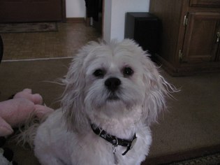 Lhasa Apso Dogs for adoption in Kohler, WI, USA