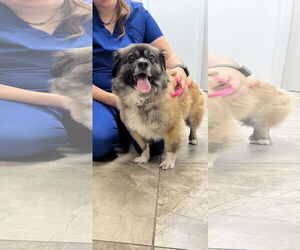 Pominese Dogs for adoption in Valrico, FL, USA