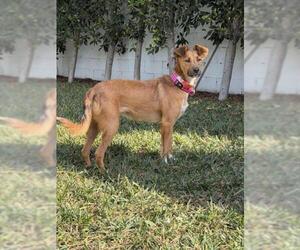 Shiba Inu-Unknown Mix Dogs for adoption in Burbank, CA, USA