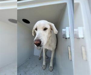 Labrador Retriever-Unknown Mix Dogs for adoption in Houston, TX, USA