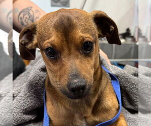 Rat Terrier-Unknown Mix Dogs for adoption in Chico, CA, USA