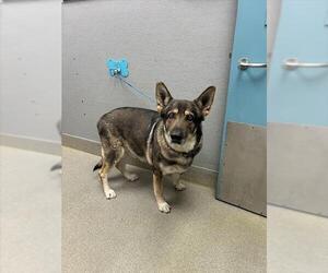 German Shepherd Dog-Unknown Mix Dogs for adoption in Las Vegas, NV, USA