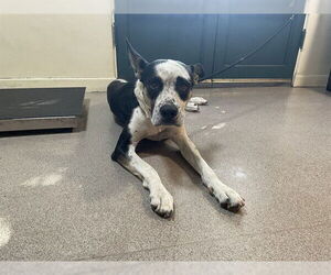 Catahoula Leopard Dog-Great Dane Mix Dogs for adoption in Pasadena, CA, USA