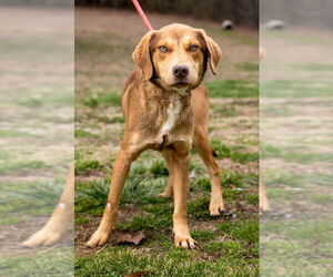 Labrador Retriever Dogs for adoption in Sparta, TN, USA