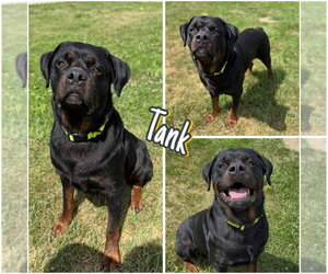 Rottweiler Dogs for adoption in Pierceton , IN, USA