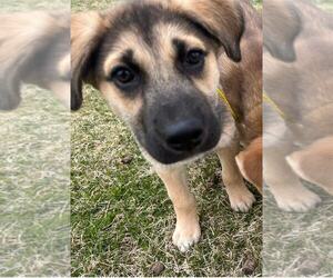 Huskies -Unknown Mix Dogs for adoption in MIDWAY, UT, USA