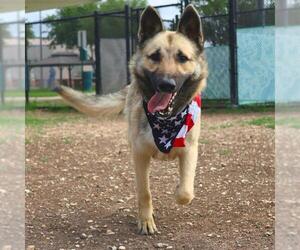 German Shepherd Dog-Unknown Mix Dogs for adoption in San Antonio, TX, USA