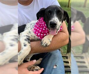 Bluetick Coonhound-Labrador Retriever Mix Dogs for adoption in Birmingham, AL, USA