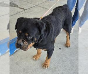 Rottweiler Dogs for adoption in Bakersfield, CA, USA