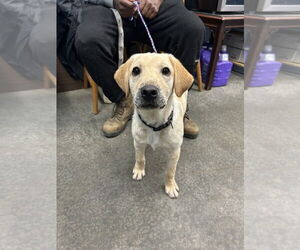 Retriever -Unknown Mix Dogs for adoption in Evansville, IN, USA