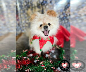 Medium Photo #2 Pomeranian Puppy For Sale in Lebanon, PA, USA