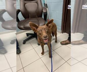 Australian Kelpie-Unknown Mix Dogs for adoption in Corpus Christi, TX, USA