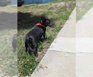 Chihuahua Dogs for adoption in Palmetto, FL, USA