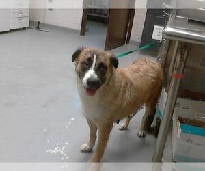 German Shepherd Dog-Unknown Mix Dogs for adoption in Fayetteville, NC, USA