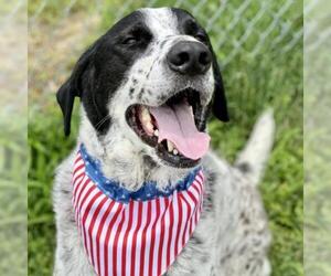 Pointer Dogs for adoption in Austin, TX, USA