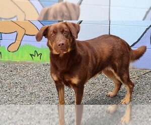 Labrador Retriever Dogs for adoption in Charlotte, NC, USA