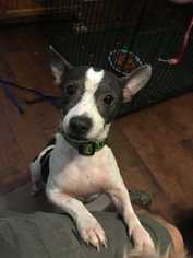 Jack-Rat Terrier Dogs for adoption in byhalia, MS, USA