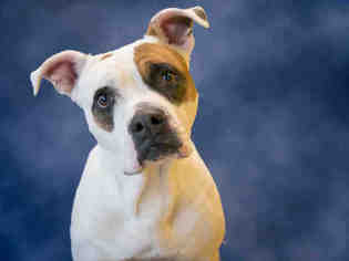 Bulloxer Dogs for adoption in Norfolk, VA, USA