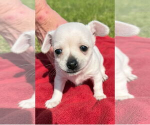 Chihuahua-Unknown Mix Dogs for adoption in Lake Elsinore, CA, USA