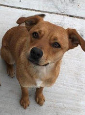 Medium Photo #1 Sheprador Puppy For Sale in Winter Park, CO, USA